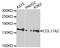 Collagen Type XI Alpha 2 Chain antibody, abx125695, Abbexa, Western Blot image 