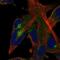 Cystatin H antibody, NBP1-82739, Novus Biologicals, Immunocytochemistry image 