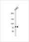 SRY-Box 30 antibody, 62-214, ProSci, Western Blot image 