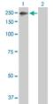 Zinc Finger NFX1-Type Containing 1 antibody, H00057169-B01P, Novus Biologicals, Western Blot image 