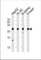 ATP synthase subunit b, mitochondrial antibody, TA328112, Origene, Western Blot image 