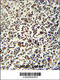 Lymphocyte Specific Protein 1 antibody, 61-932, ProSci, Immunohistochemistry frozen image 