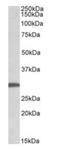 Fibroblast Growth Factor 13 antibody, orb12273, Biorbyt, Western Blot image 