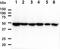 Proliferation-Associated 2G4 antibody, GTX57679, GeneTex, Western Blot image 