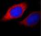 Bone morphogenetic protein receptor type-1A antibody, FNab00922, FineTest, Immunofluorescence image 