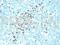 IgM antibody, 691632, Progen Biotechnik GmbH, Enzyme Linked Immunosorbent Assay image 