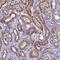 DMRT Like Family A1 antibody, NBP1-91838, Novus Biologicals, Immunohistochemistry frozen image 