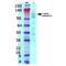 Gamma-Aminobutyric Acid Type B Receptor Subunit 1 antibody, MA5-27704, Invitrogen Antibodies, Western Blot image 