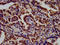 Tetraspanin 9 antibody, LS-C672663, Lifespan Biosciences, Immunohistochemistry paraffin image 