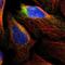 Reticulon 3 antibody, NBP1-88871, Novus Biologicals, Immunofluorescence image 