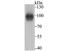 Thrombomodulin antibody, A01325-2, Boster Biological Technology, Western Blot image 