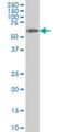 Coenzyme Q8A antibody, H00056997-M04A, Novus Biologicals, Western Blot image 