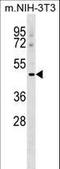 MSR antibody, LS-C164653, Lifespan Biosciences, Western Blot image 