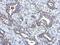 Mitochondrial Ribosomal Protein L18 antibody, NBP2-19400, Novus Biologicals, Immunohistochemistry frozen image 