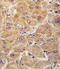 Aldehyde Dehydrogenase 1 Family Member A1 antibody, LS-C98202, Lifespan Biosciences, Immunohistochemistry frozen image 