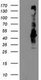 SEC14 Like Lipid Binding 2 antibody, CF503723, Origene, Western Blot image 