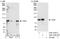 TATA-Box Binding Protein Associated Factor 6 antibody, A301-276A, Bethyl Labs, Immunoprecipitation image 