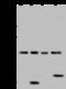 AFG3 Like Matrix AAA Peptidase Subunit 2 antibody, GTX02183, GeneTex, Western Blot image 