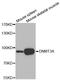 DNA Methyltransferase 3 Alpha antibody, LS-C332396, Lifespan Biosciences, Western Blot image 