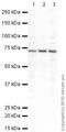 Solute Carrier Family 6 Member 1 antibody, ab426, Abcam, Western Blot image 