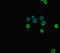 Tryptophan Hydroxylase 1 antibody, LS-C681874, Lifespan Biosciences, Immunofluorescence image 