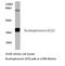 Nucleophosmin 1 antibody, LS-C176947, Lifespan Biosciences, Western Blot image 