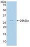 Complement Factor H antibody, LS-C721969, Lifespan Biosciences, Western Blot image 