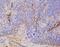 TEK Receptor Tyrosine Kinase antibody, NB110-60986, Novus Biologicals, Immunohistochemistry paraffin image 
