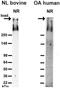 Proteoglycan 4 antibody, ab28484, Abcam, Western Blot image 