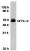 GDNF Family Receptor Alpha 2 antibody, MBS151140, MyBioSource, Western Blot image 