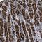 Trans-Golgi Network Protein 2 antibody, NBP1-86949, Novus Biologicals, Immunohistochemistry frozen image 