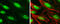 SWI/SNF Related, Matrix Associated, Actin Dependent Regulator Of Chromatin, Subfamily A, Member 4 antibody, GTX633391, GeneTex, Immunocytochemistry image 
