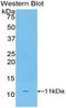 CD3d Molecule antibody, LS-C292395, Lifespan Biosciences, Western Blot image 