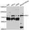MX Dynamin Like GTPase 1 antibody, LS-C331685, Lifespan Biosciences, Western Blot image 