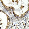 Cathepsin S antibody, A1874, ABclonal Technology, Immunohistochemistry paraffin image 