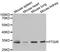 Prostaglandin I2 Receptor antibody, orb136190, Biorbyt, Western Blot image 