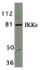 Inhibitor Of Nuclear Factor Kappa B Kinase Subunit Epsilon antibody, MBS150776, MyBioSource, Western Blot image 