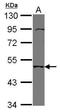 Transmembrane Serine Protease 11B antibody, GTX119482, GeneTex, Western Blot image 