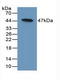 Dickkopf WNT Signaling Pathway Inhibitor 3 antibody, LS-C374748, Lifespan Biosciences, Western Blot image 