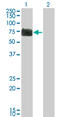 Reticulon 2 antibody, LS-C198136, Lifespan Biosciences, Western Blot image 