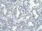 Zinc Finger Protein 264 antibody, NBP1-80298, Novus Biologicals, Immunohistochemistry frozen image 