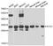 SCO Cytochrome C Oxidase Assembly Protein 2 antibody, A7051, ABclonal Technology, Western Blot image 