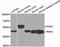 Serine/threonine-protein kinase PINK1, mitochondrial antibody, STJ29211, St John