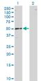 RNA Binding Motif Single Stranded Interacting Protein 1 antibody, MA5-19797, Invitrogen Antibodies, Western Blot image 