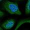 WD Repeat Domain 61 antibody, HPA039932, Atlas Antibodies, Immunofluorescence image 