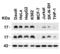 Baculoviral IAP repeat-containing protein 5 antibody, 2233, QED Bioscience, Western Blot image 