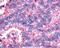 Vasopressin V2 receptor antibody, NLS273, Novus Biologicals, Immunohistochemistry frozen image 