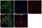 ADP Ribosylation Factor 1 antibody, MA3-060, Invitrogen Antibodies, Immunofluorescence image 