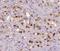 Vestigial Like Family Member 1 antibody, FNab09398, FineTest, Immunohistochemistry paraffin image 