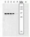 Mitogen-Activated Protein Kinase Kinase 3 antibody, 44470G, Invitrogen Antibodies, Western Blot image 